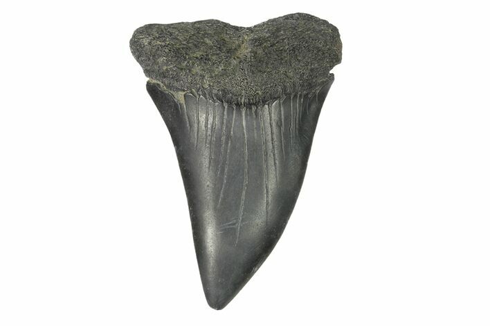 Fossil Broad-Toothed Mako Tooth - South Carolina #171194